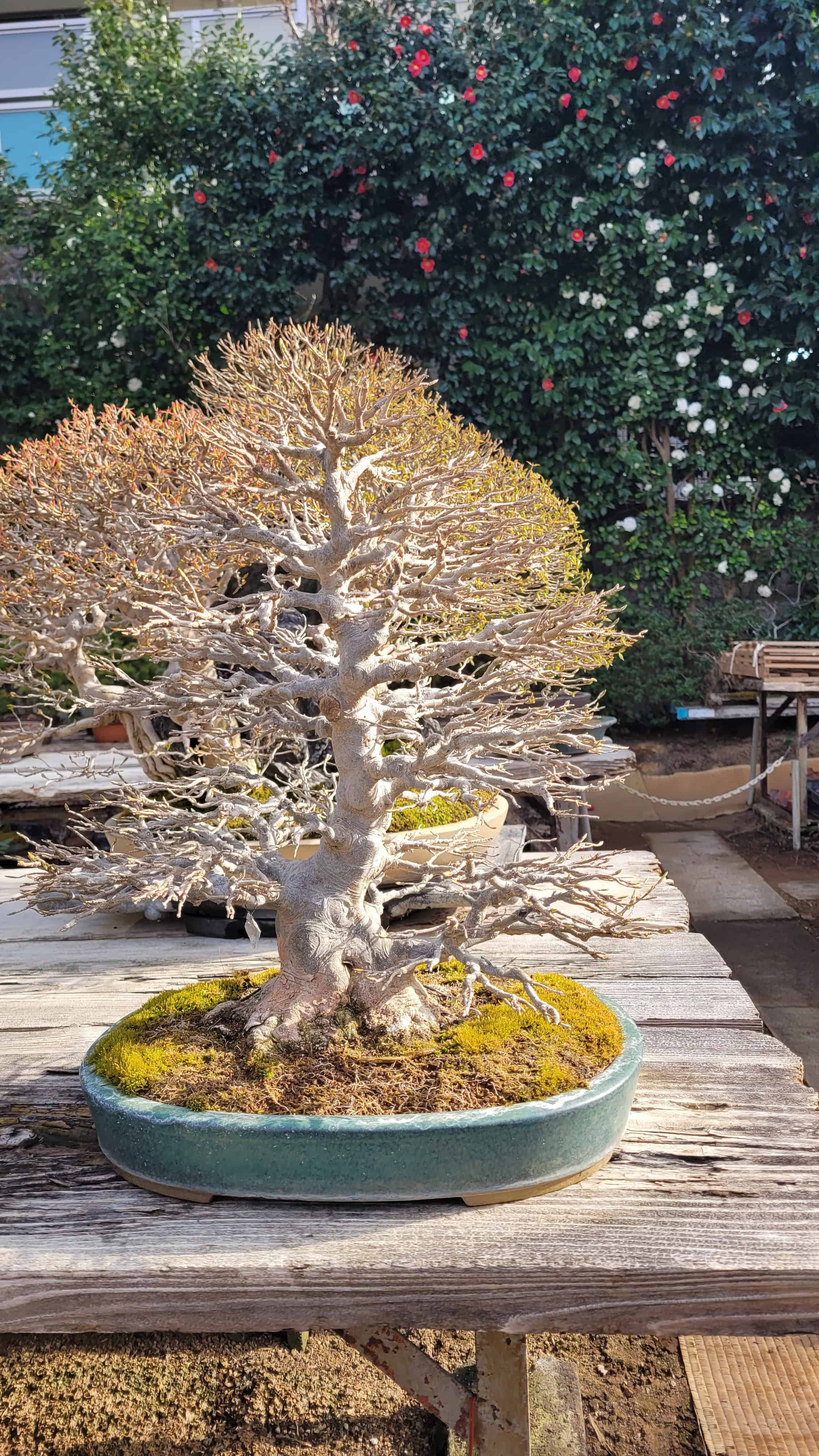 A maple bonsai tree from omiya in Japan